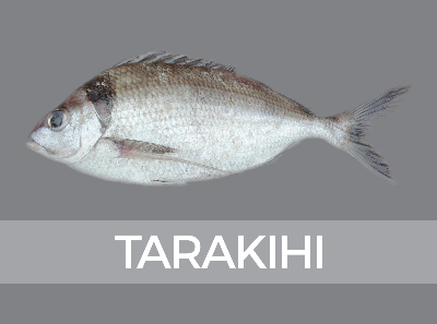 tarakihi-685